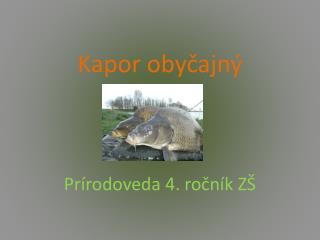 Kapor obyčajný