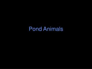 Pond Animals