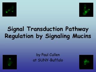 Signal Transduction Pathway Regulation by Signaling Mucins