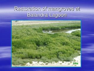 Restoration of mangroves at Balandra Lagoon