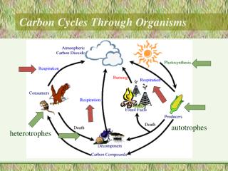 Carbon Cycles Through Organisms