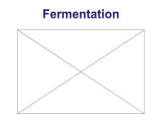 Fermentation