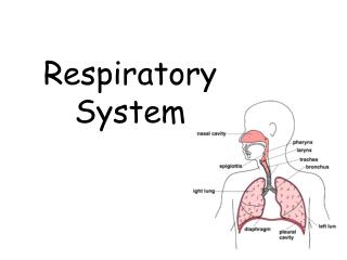 Respiratory System