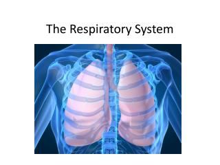 The Respiratory System