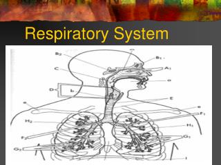 Respiratory System