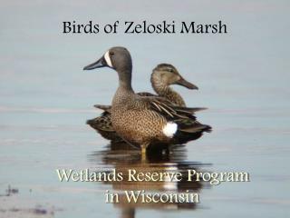 Birds of Zeloski Marsh