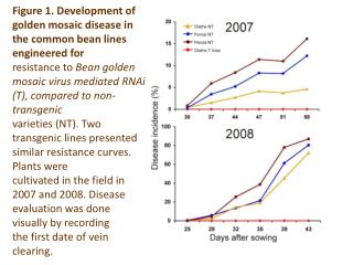 Figure 1. Development of golden mosaic disease in the common bean lines engineered for