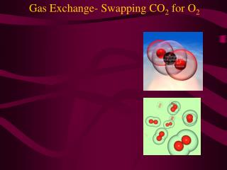 Gas Exchange- Swapping CO 2 for O 2