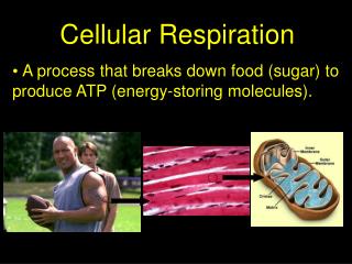 Cellular Respiration