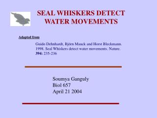 SEAL WHISKERS DETECT WATER MOVEMENTS