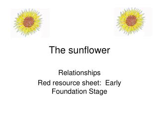 The sunflower