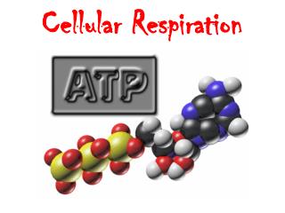 Cellular Respiration