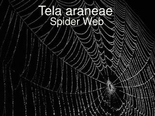 Tela araneae
