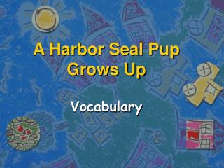 A Harbor Seal Pup Grows Up