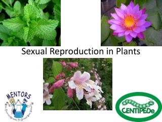 Sexual Reproduction in Plants