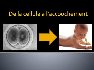 De la cellule à l’accouchement