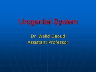 Urogenital System