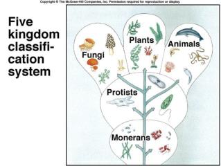 Kingdoms and Domains