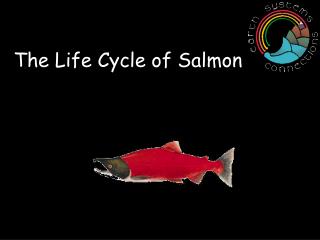The Life Cycle of Salmon