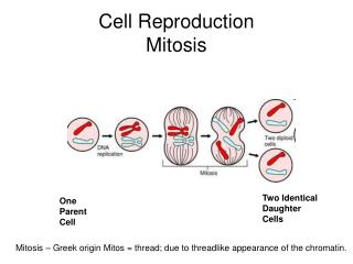 Cell Reproduction Mitosis