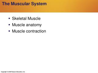 The Muscular System