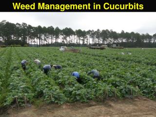 Weed Management in Cucurbits