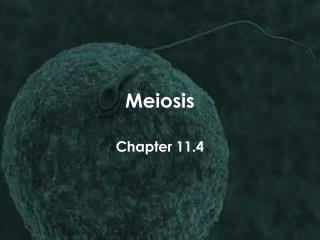 Meiosis