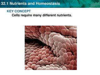 KEY CONCEPT Cells require many different nutrients.