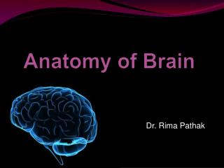 Anatomy of Brain