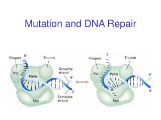 Mutation and DNA Repair