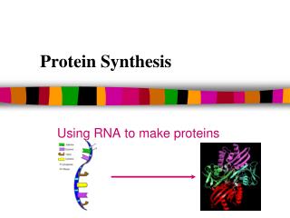 Protein Synthesis