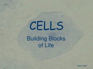 CELLS