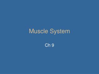 Muscle System