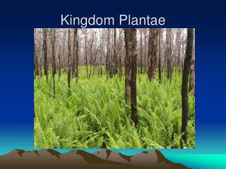 Kingdom Plantae