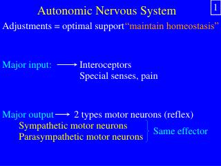 Autonomic Nervous System