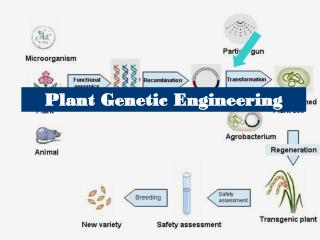 Plant Genetic Engineering