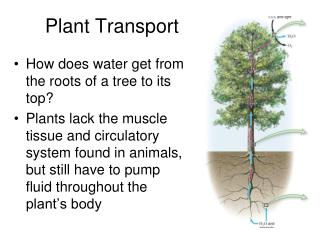 Plant Transport