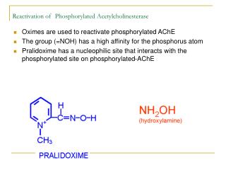 Reactivation of Phosphorylated Acetylcholinesterase
