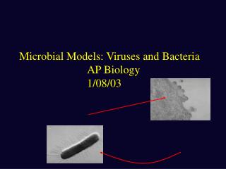 Microbial Models: Viruses and Bacteria 			AP Biology						1/08/03
