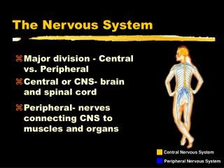 The Nervous System