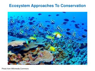 Ecosystem Approaches To Conservation