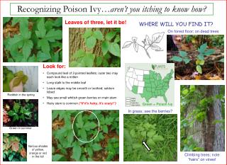 Recognizing Poison Ivy… aren’t you itching to know how?
