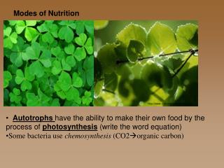 sivb/images/plant.jpg