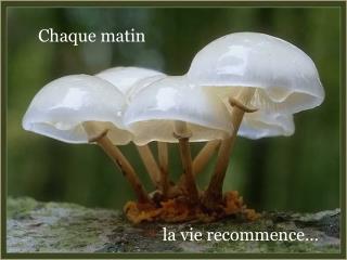 Chaque matin