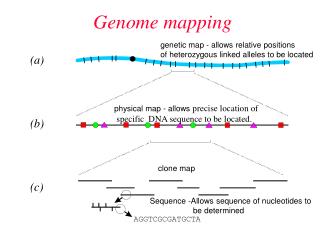 Genome mapping