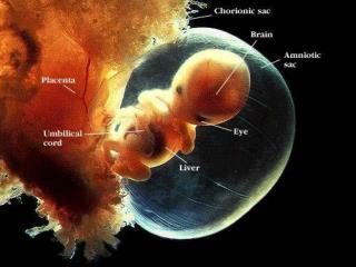 The Menstrual cycle