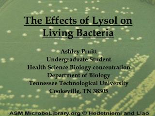 The Effects of Lysol on Living Bacteria