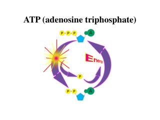 ATP (adenosine triphosphate)