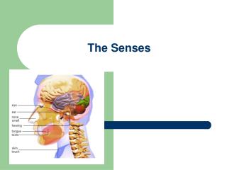 The Senses