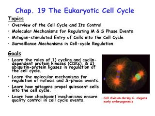 Chap. 19 The Eukaryotic Cell Cycle